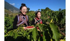 中国咖啡看云南 无限可能在怒江 | 峡谷沃土酿咖香