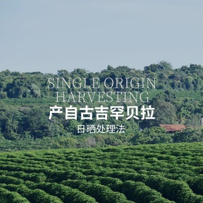 古吉罕贝拉花魁日晒SOE 中浅花香莓果高甜浓醇拿铁手冲单品咖啡豆